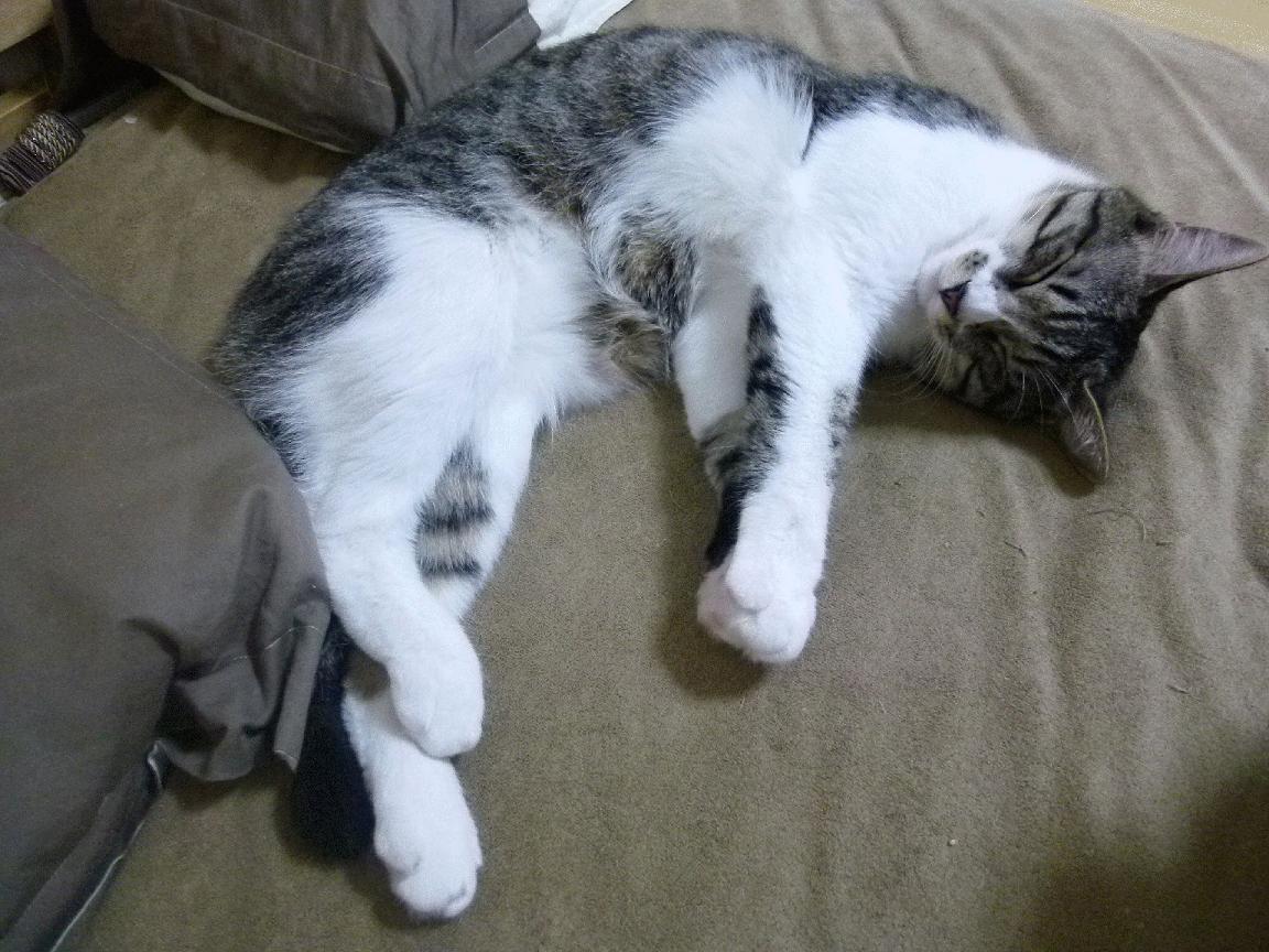 开云官方-“意甲领头群逐鹿，争夺激烈平分秋色”，意甲争4