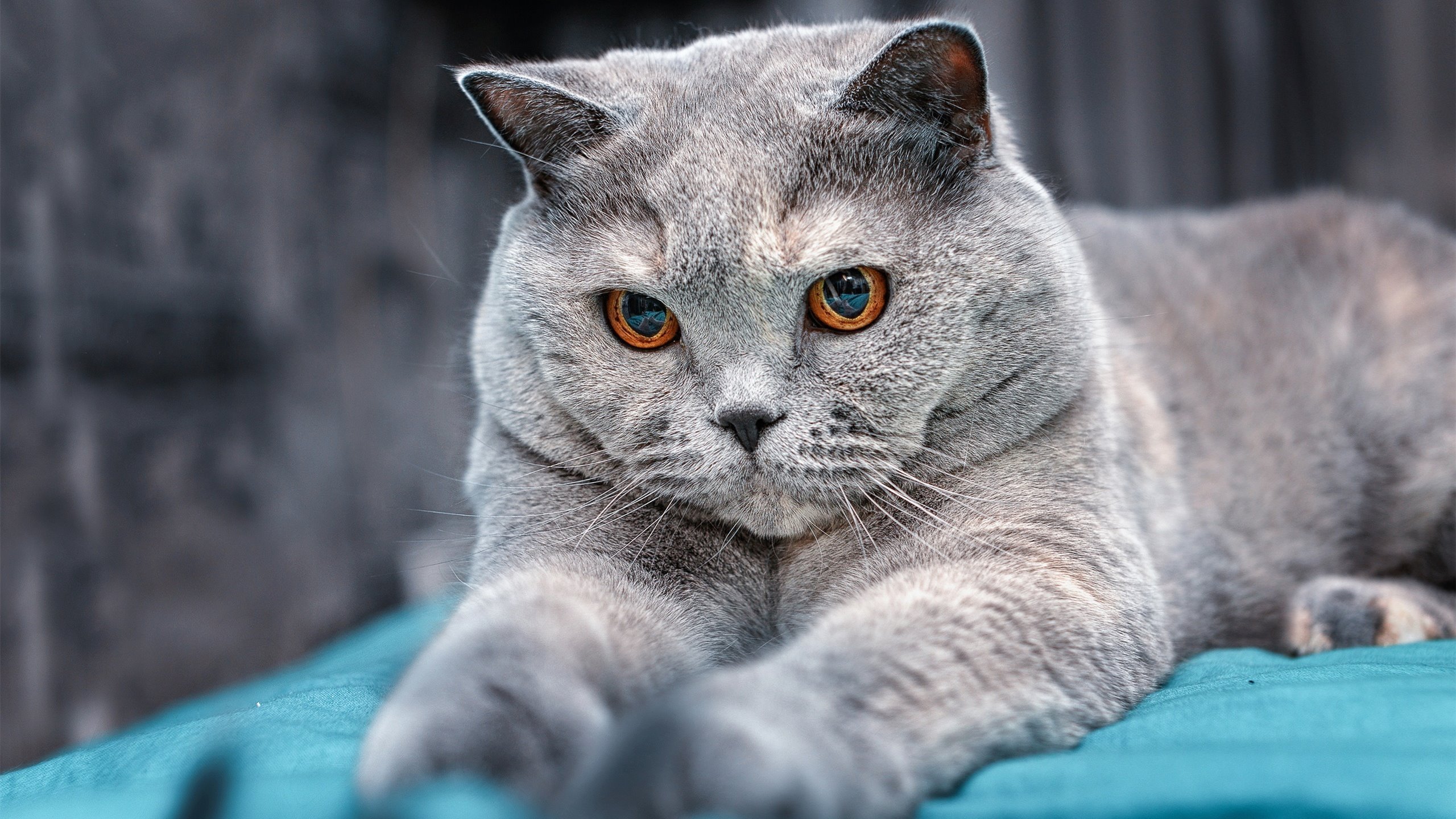 今年NBA突破了哪些历史性的纪录？，近年nba精彩比赛