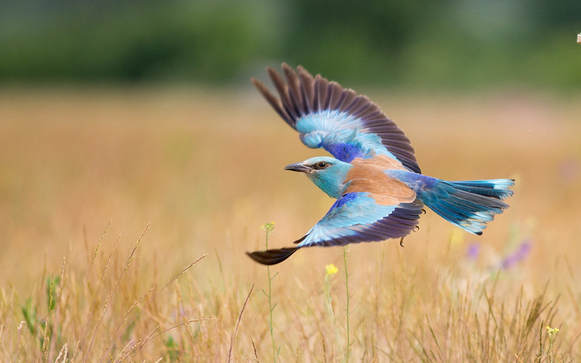 kaiyun-史上最炸“盖帽”纪录，谁的防守最令人惊叹？，盖帽是防守吗