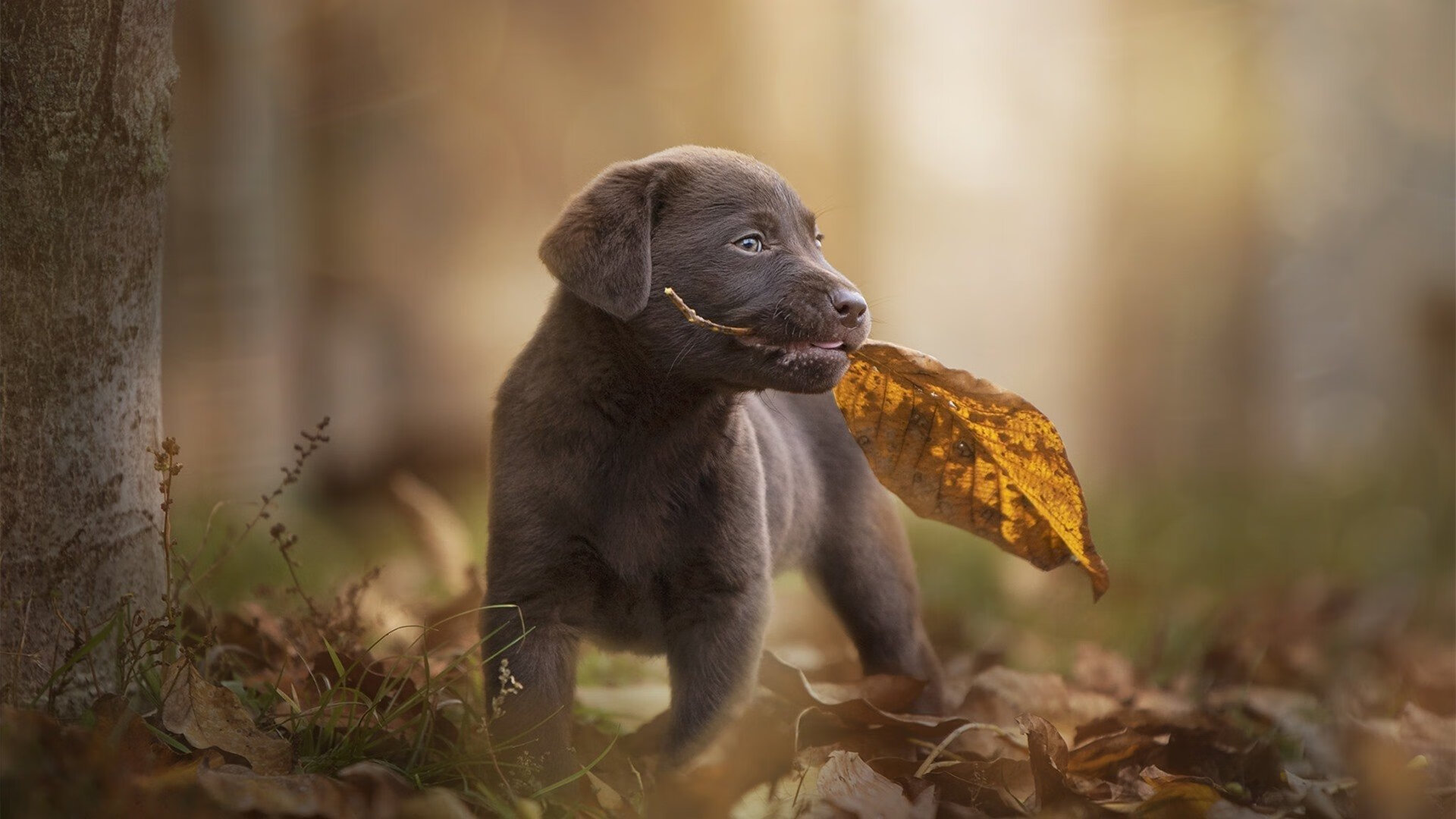 女足世界杯门将神扑成名，海外俱乐部争相邀约，女足世界杯十大美女