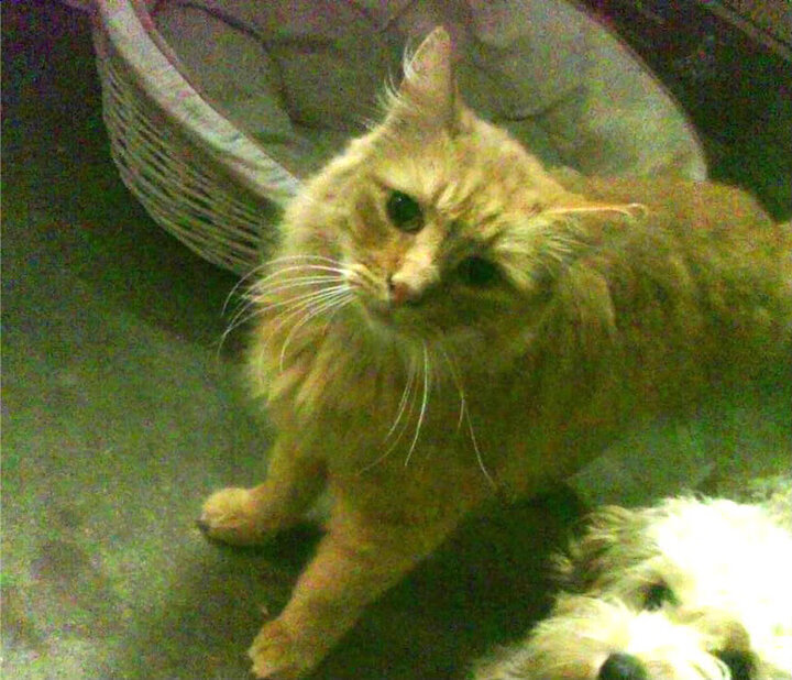 意甲激烈竞争,教练谈战术变化,意甲教练年薪排行