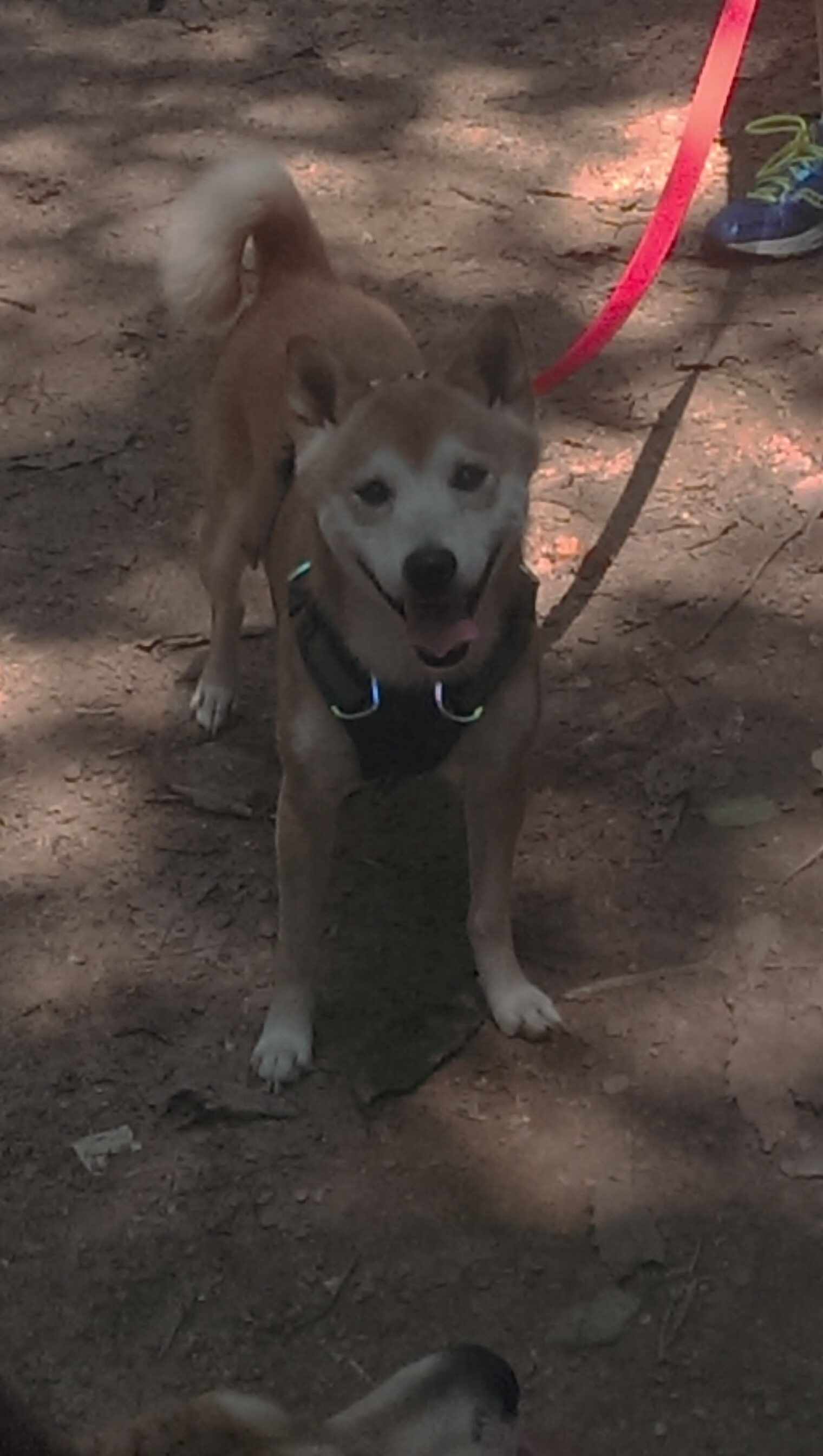 瑞士队门将费尔南德斯在巴黎奥运会上展现出高水平的扑救能力，费尔南德斯十佳球