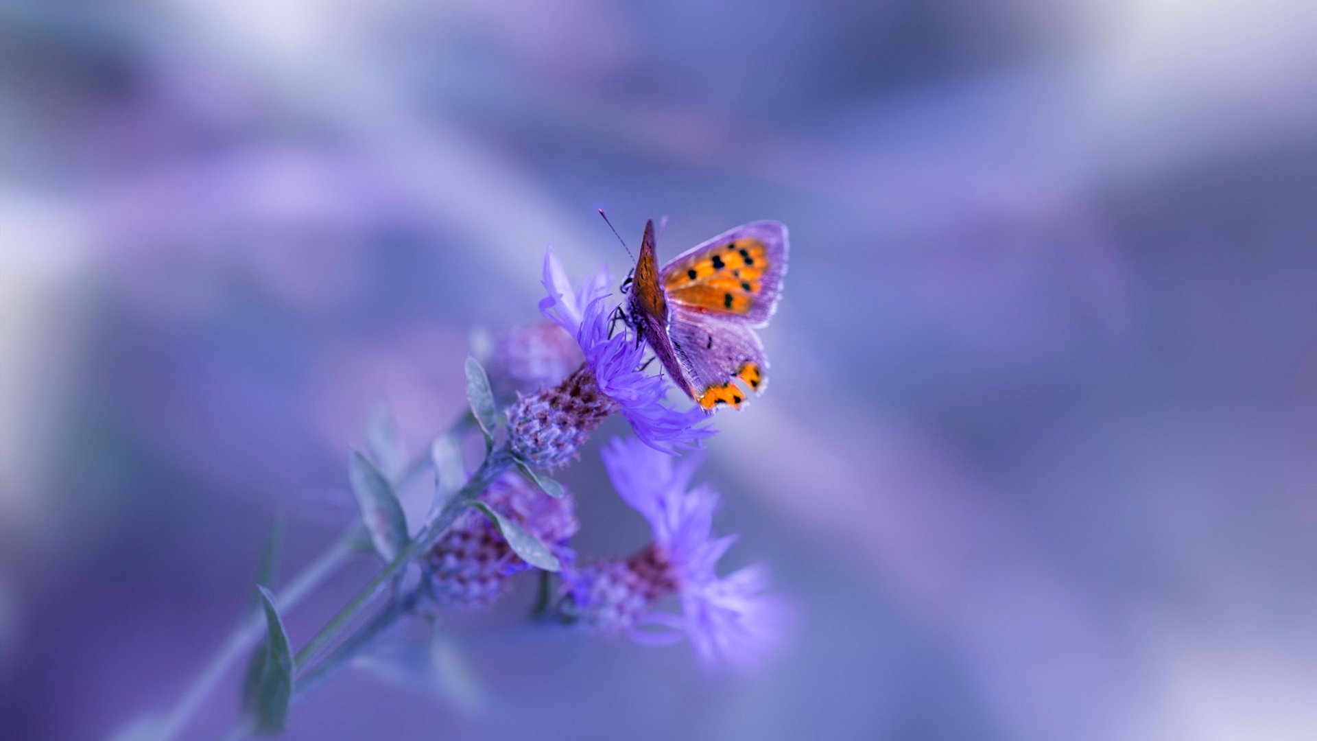 瑞士队雪地开挂,最后1秒绝杀日本引爆热搜,瑞士雪灾