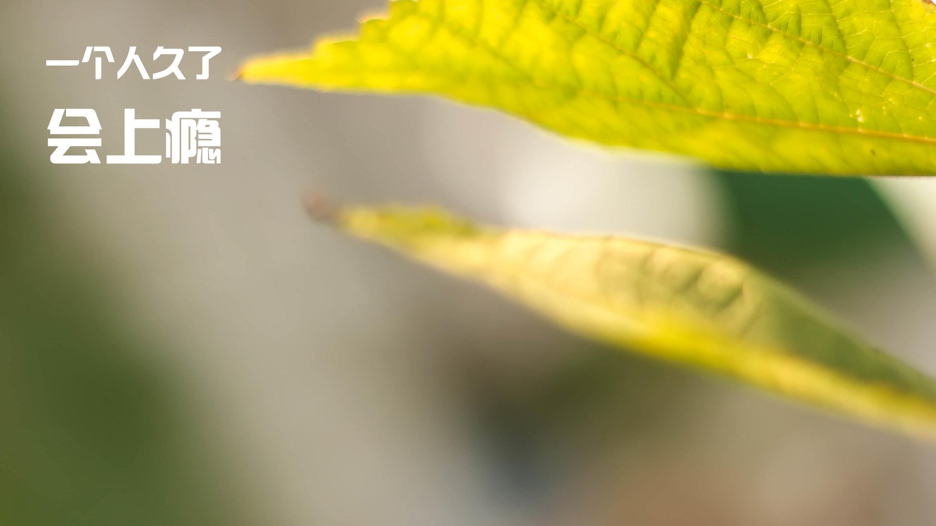 纪录挑战：哪些球员最有可能本赛季打破历史纪录？，本赛季进步最大的球员