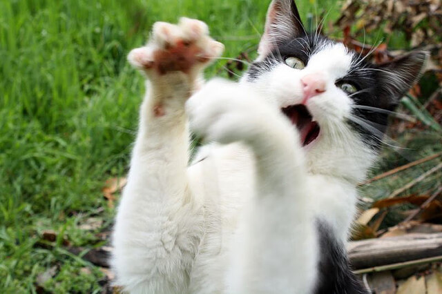 kaiyun.com-蒂亚姆表示：“这是我为之奋斗的梦想”，蒂亚姆啥意思