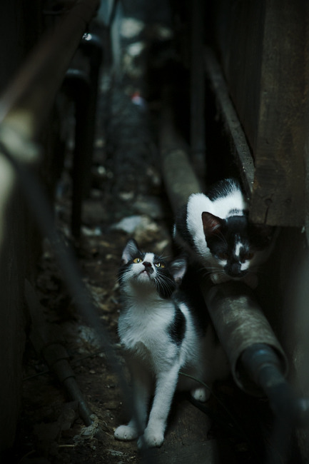 足球数字模拟比赛系统推向社会体验中心,足球数据模型app