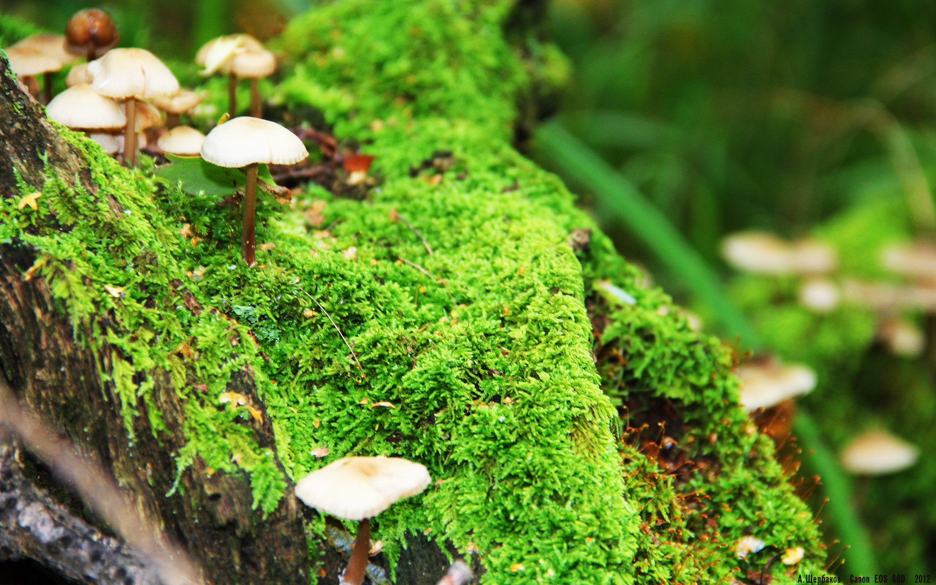 开云官网在线-世界联赛赛场华彩绽放，惊险瞬间点燃激情，世界联赛比赛时间表