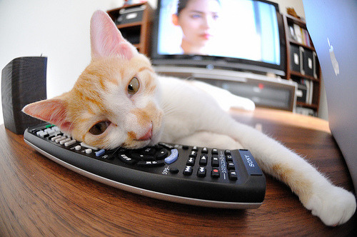 开云中国-世界自行车锦标赛中国女将勇夺场地赛冠军，自行车 世锦赛