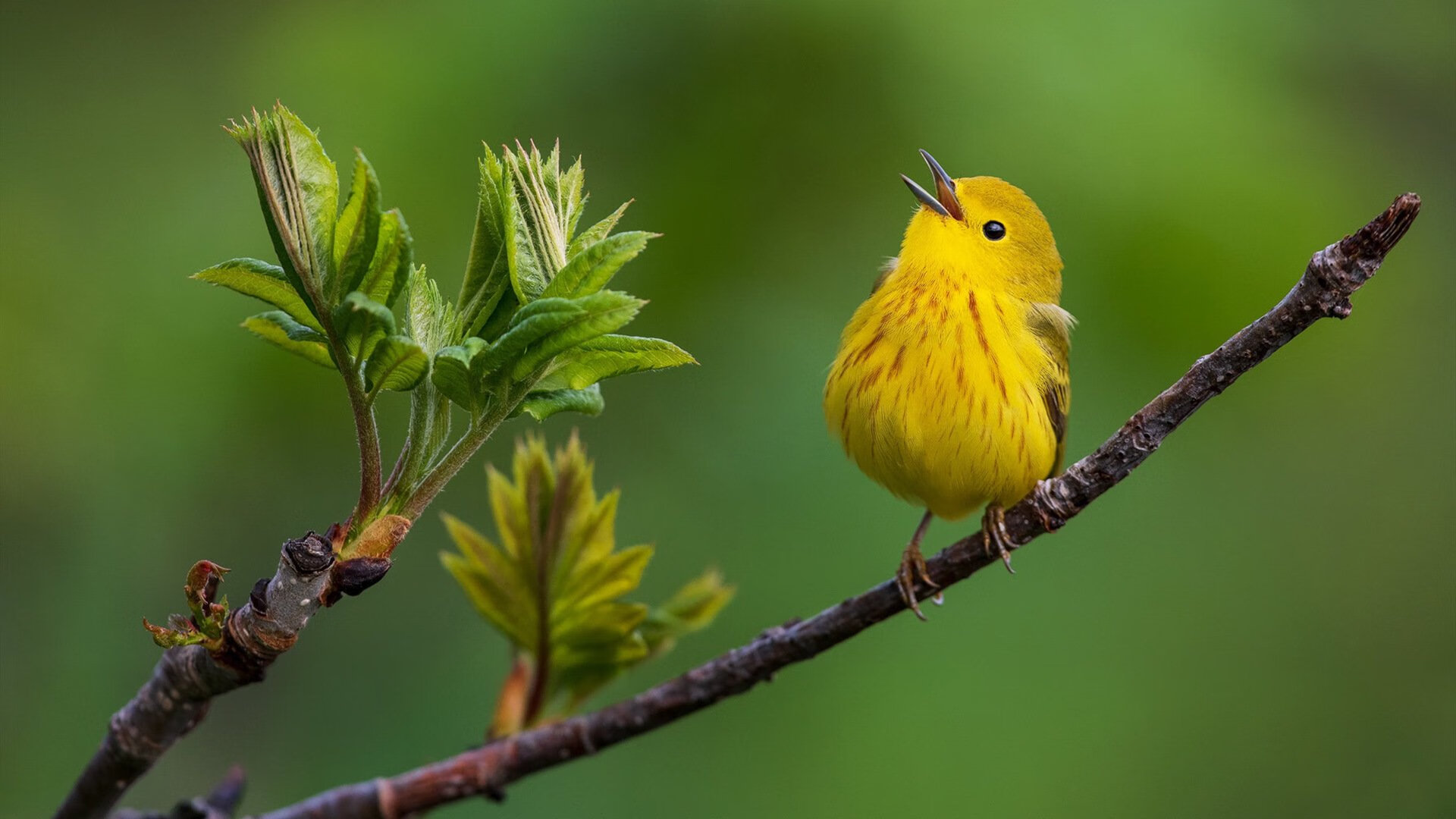 切尔西女足主帅谈球队未来目标,切尔西女足什么水平