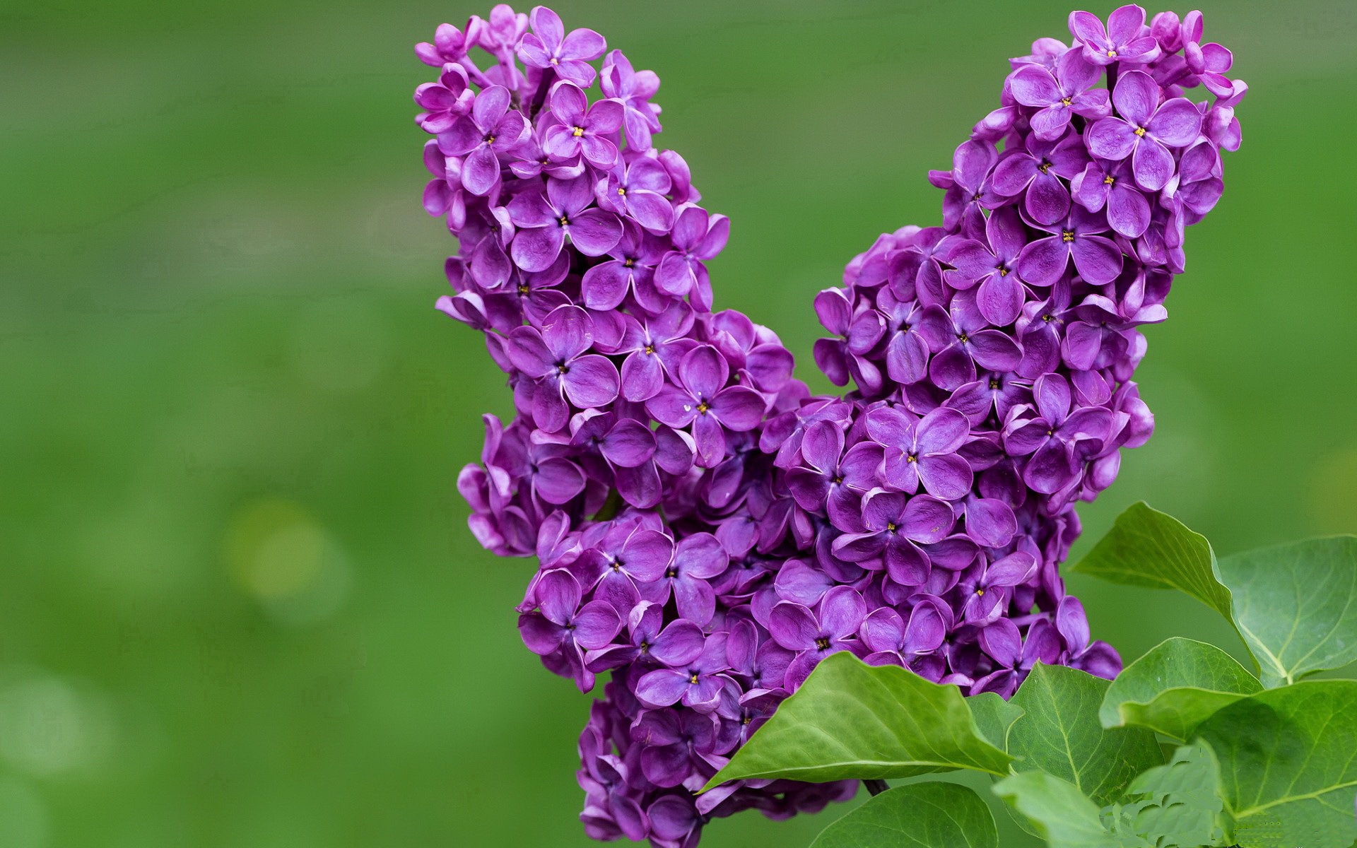 开云-切尔西女足主帅谈球队未来目标，切尔西女足夺冠