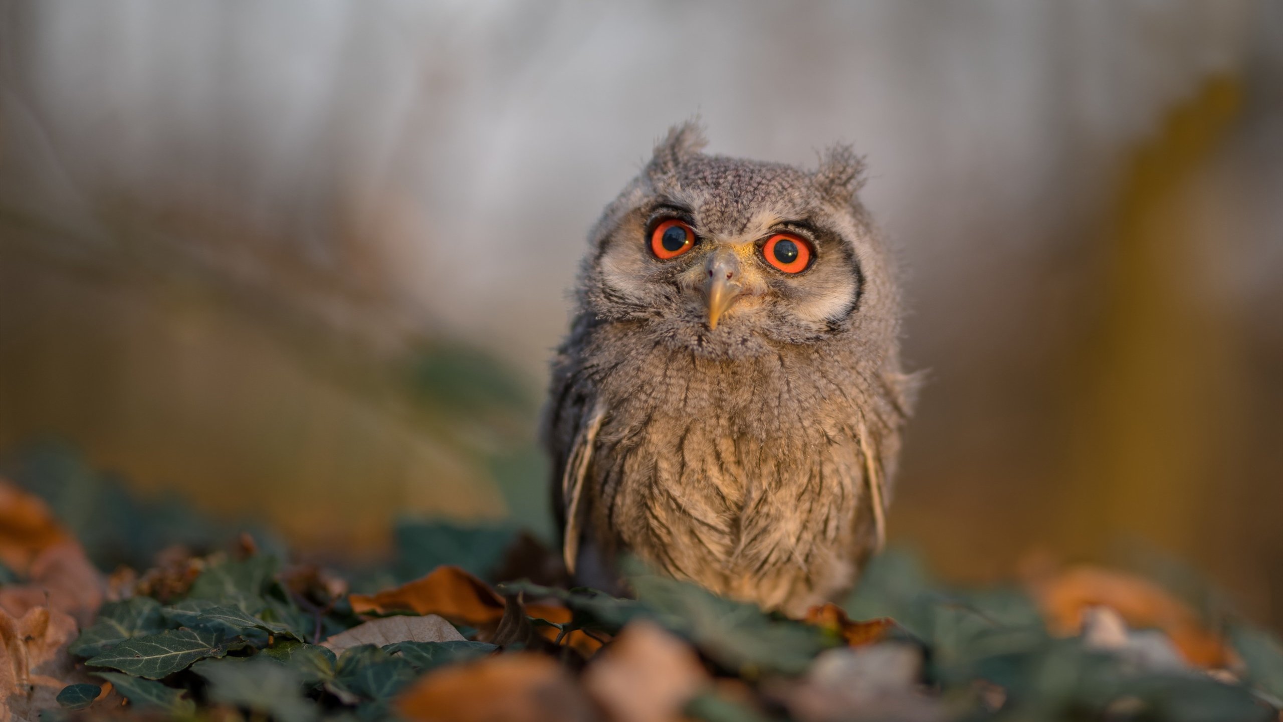 地方青训资源整合是否实现高效利用,地方青训资源整合是否实现高效利用发展