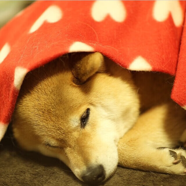 场上顽强作战,奋勇争胜彰显团队精神,场上顽强作战,奋勇争胜彰显团队精神