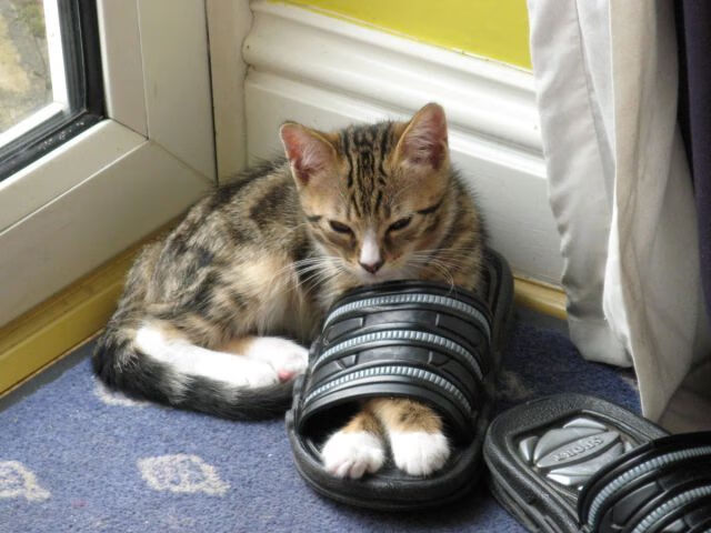 巴西举办篮球文化节，巴西篮球俱乐部