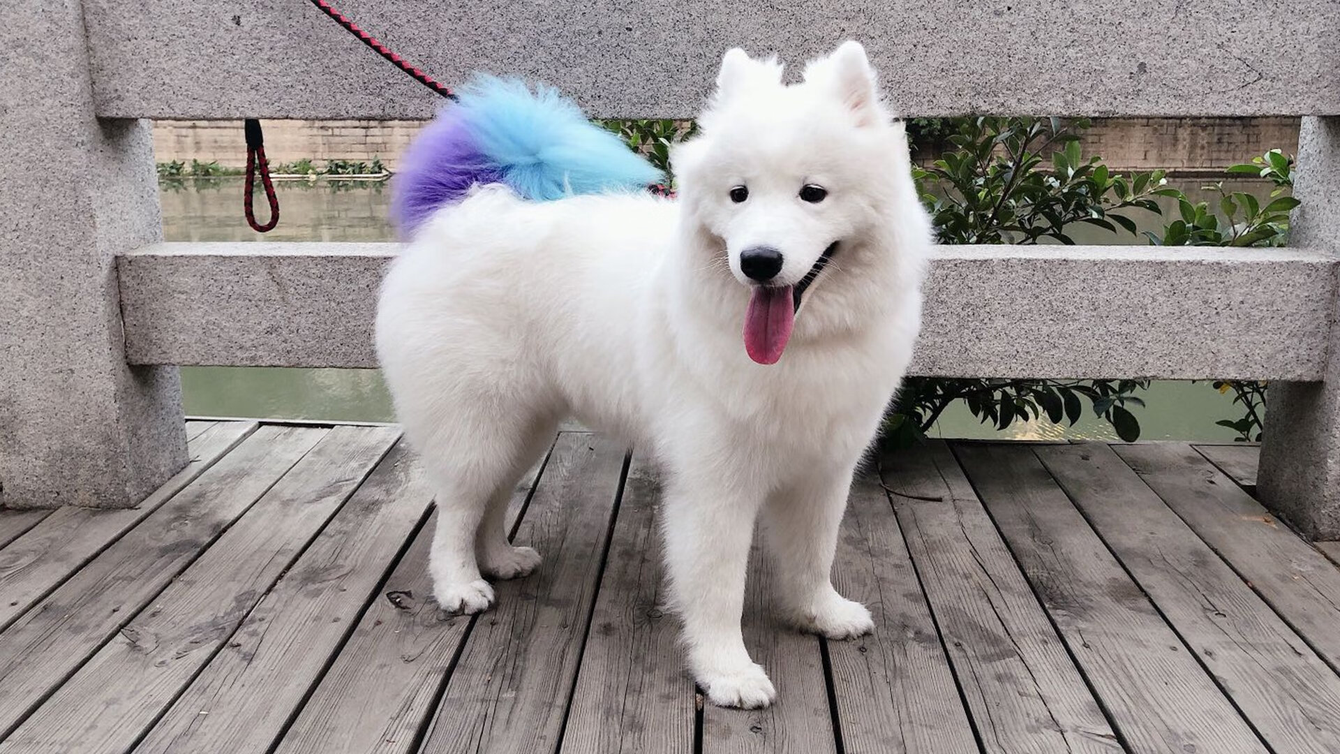 巴西举办篮球明星见面会，巴西篮协