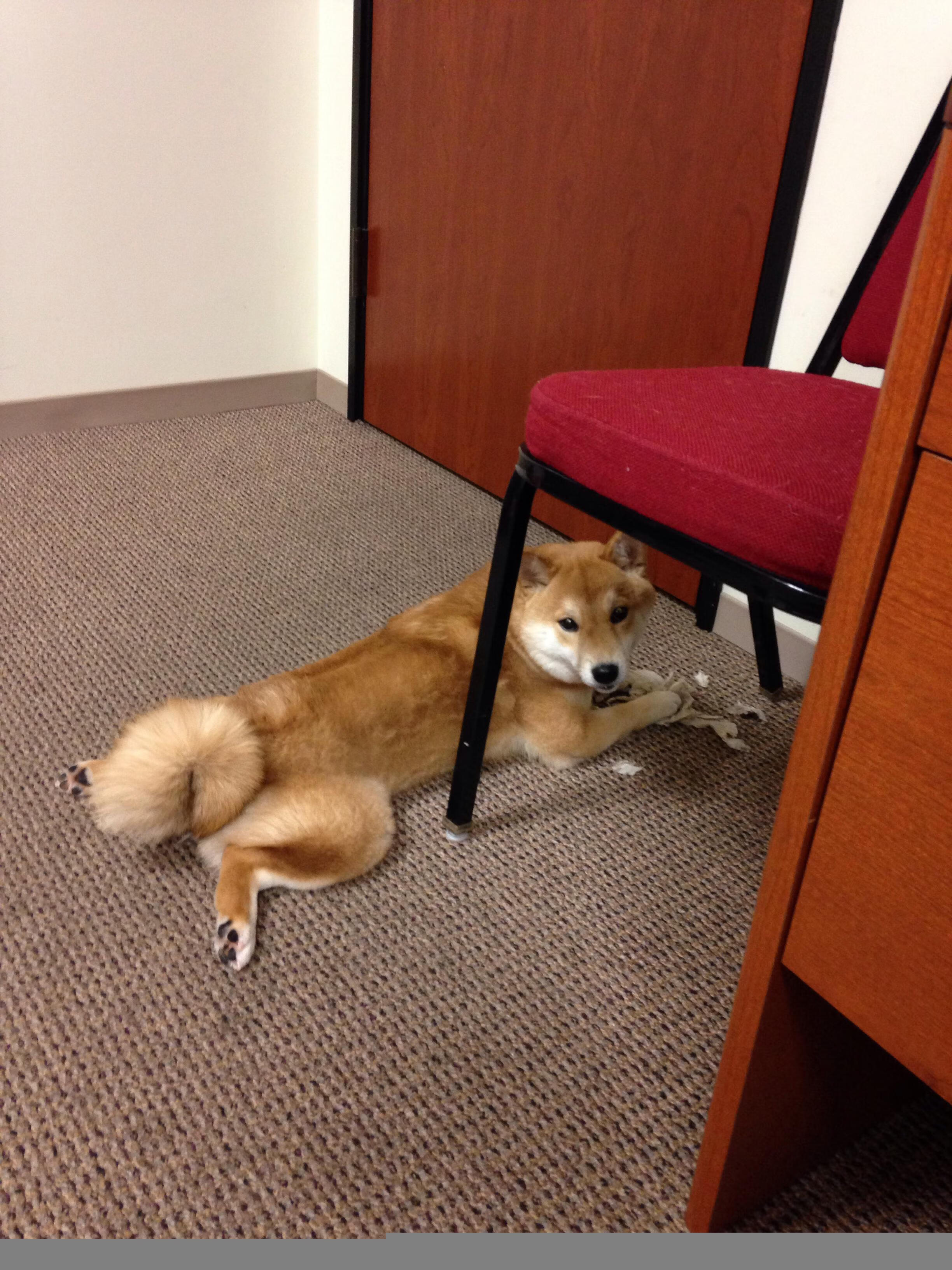 开云·体育全站登录地址-沃尔夫斯堡豪取胜利，领先对手积分，沃尔夫斯堡vfl