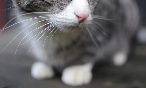 维达德卡萨布兰卡签约新守门员,加强后防实力,达维德卡拉布里亚