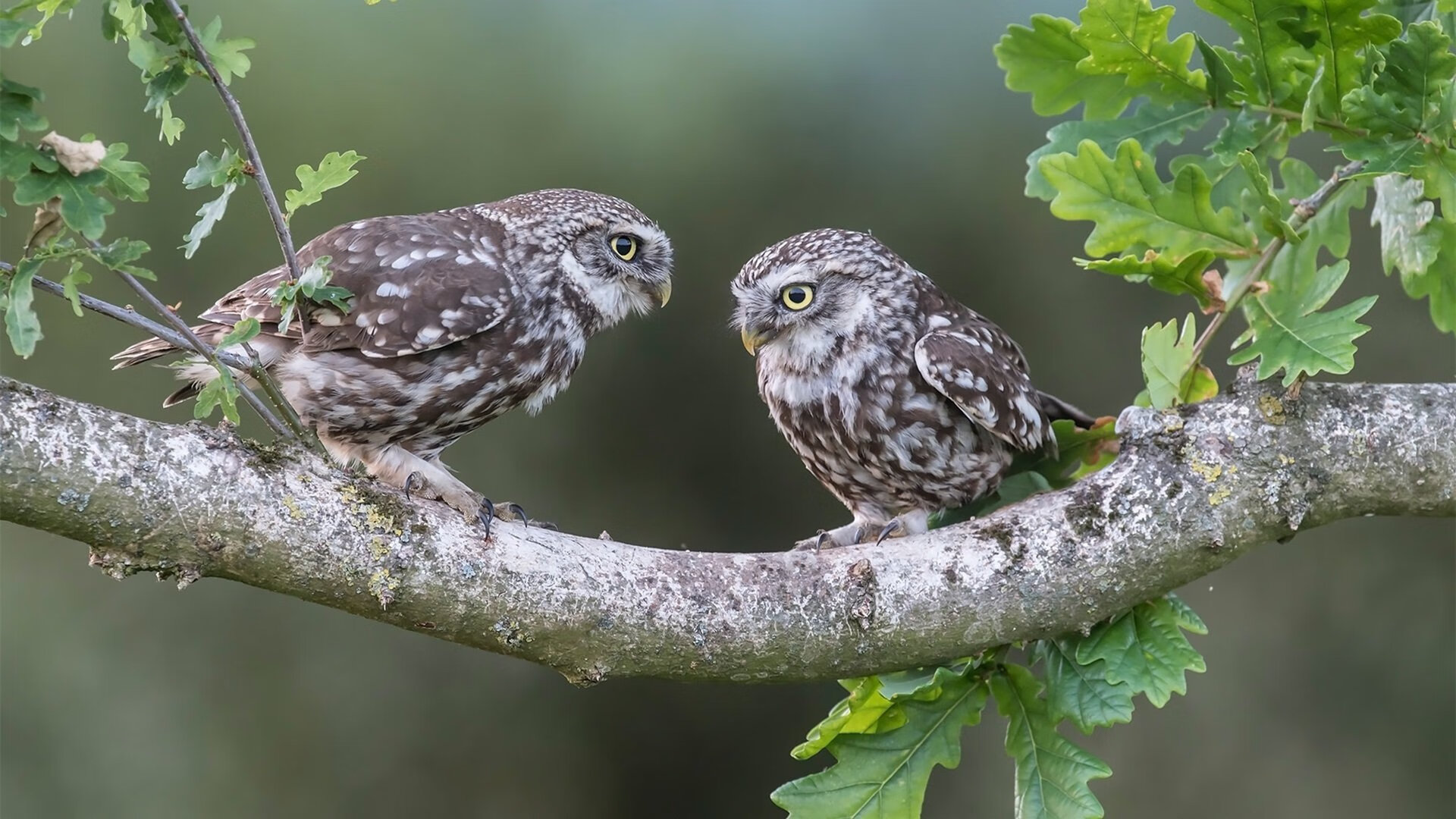 开云全站-莱斯特城实力碾压对手，取得胜利继续保持在前列，莱斯特城近况