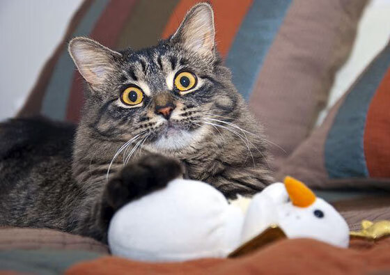 莱斯特城实力碾压对手，取得胜利继续保持在前列，莱斯特城阵型图