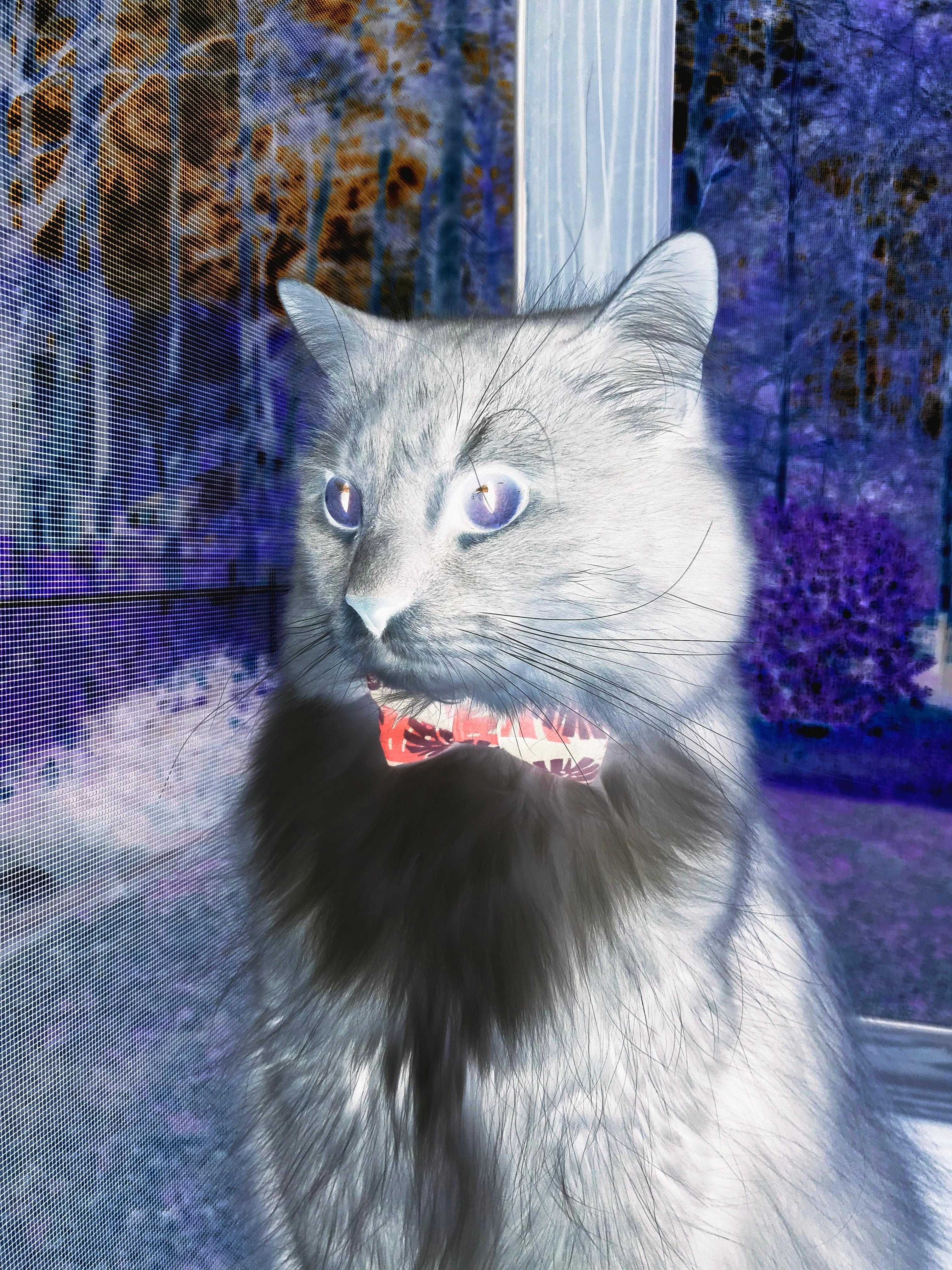 足球盛宴精彩纷呈，球迷欢呼雀跃，足球盛宴解说词