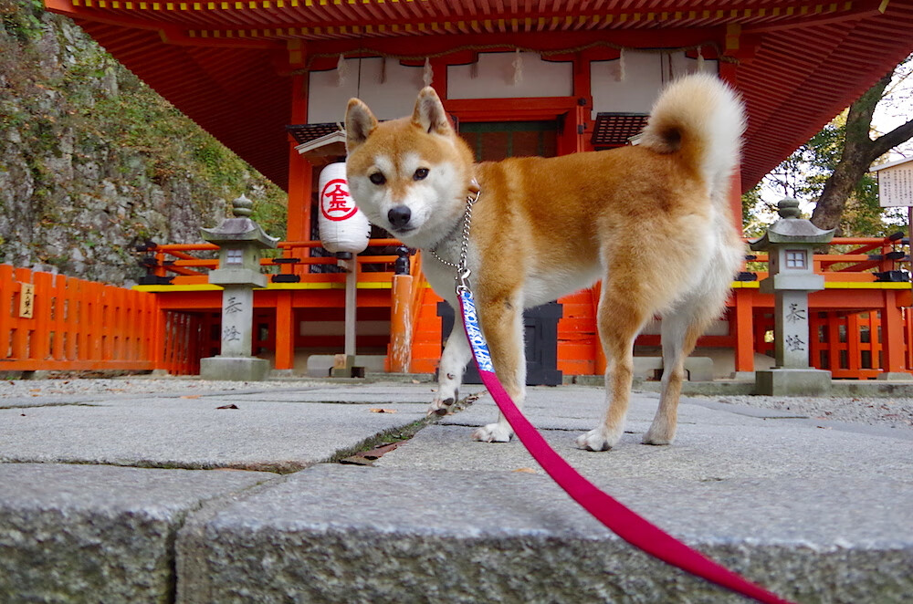 开云APP-NBA球员身体素质提升，nba身体素质最好的球员排名