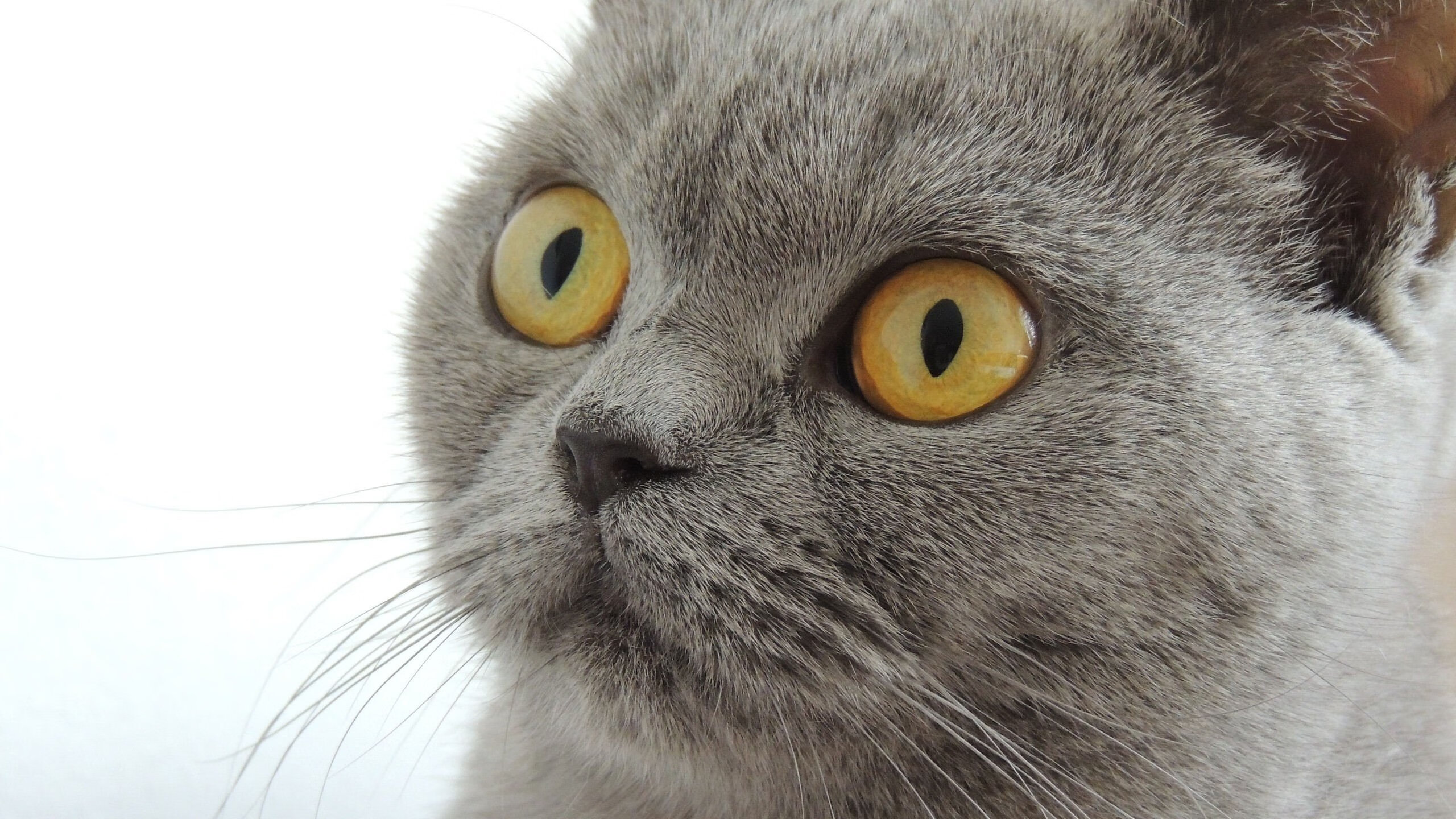 中国篮球职业联赛俱乐部财务管理风险防控,篮球俱乐部风险分析