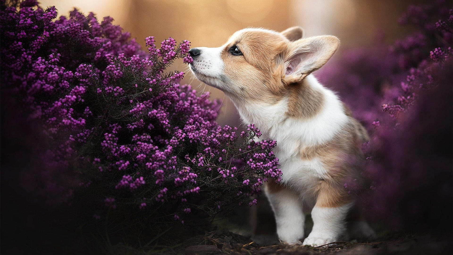 开云体育中国官网-赛事+音乐节，湖畔嗨翻天府之夏