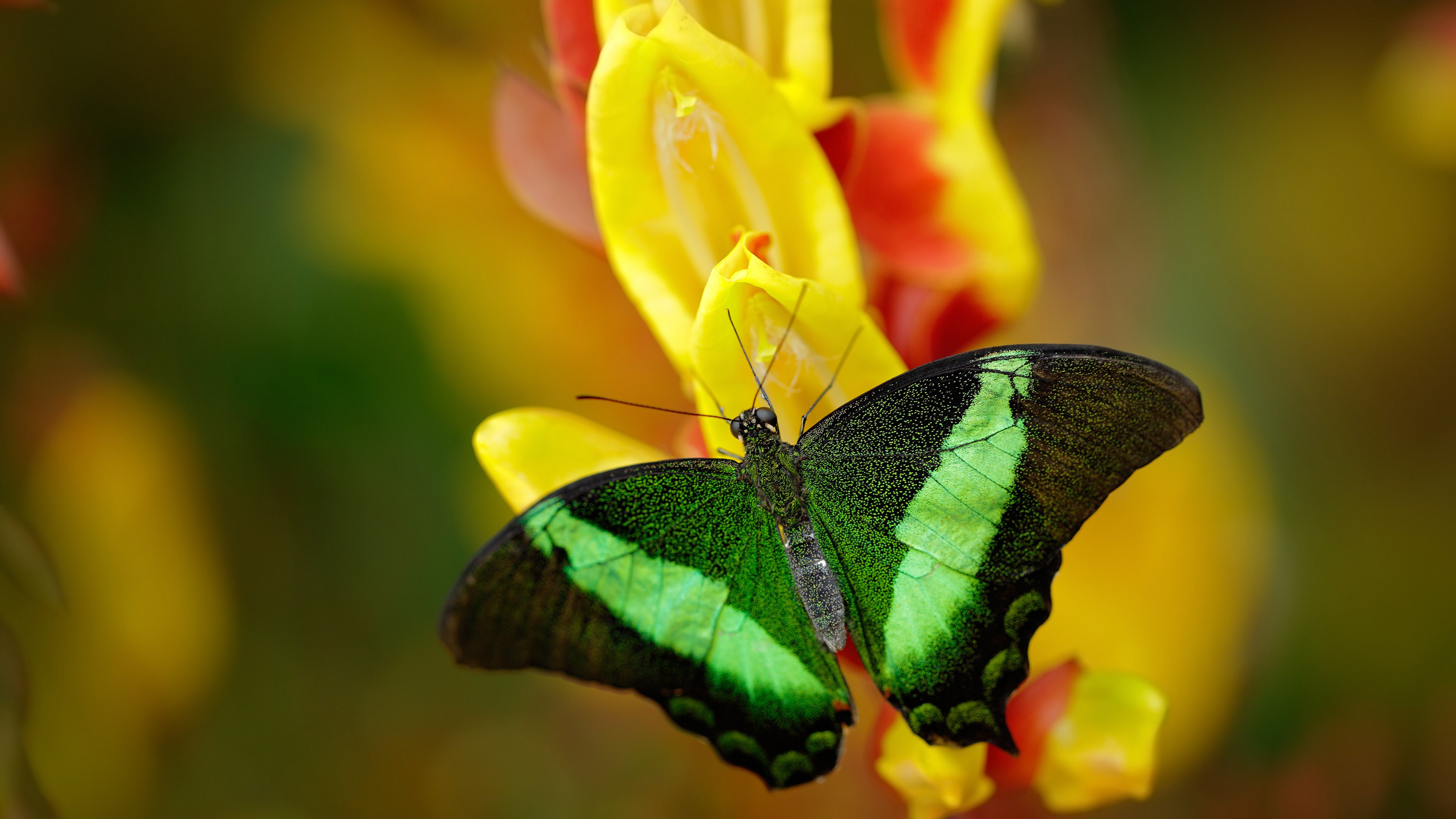 开云官方网页登录-意甲球员的职业生涯规划，意甲球员数据统计