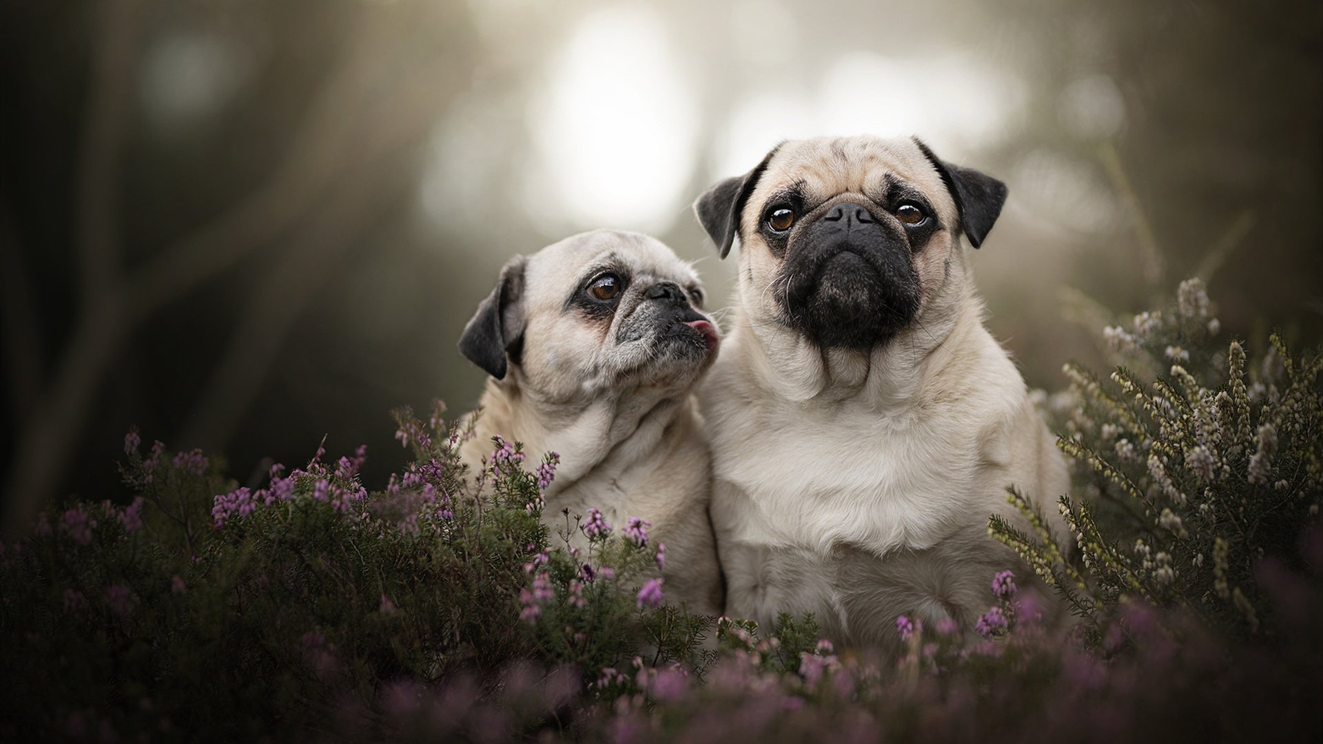 开云kaiyun-拜仁慕尼黑领先德甲，冠军大势无悬念