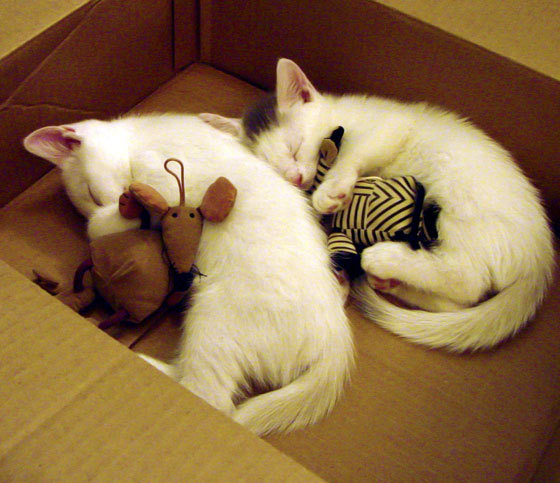 开云全站-阿伦·斯密斯：全黑队进攻发动机，精准传球铸就球队胜利，阿伦-内史密斯